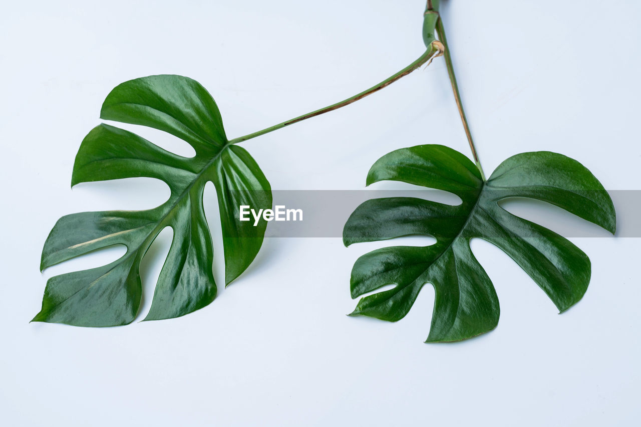 CLOSE-UP OF FRESH GREEN LEAVES