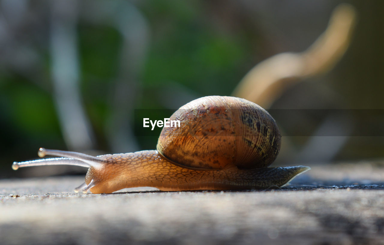 Close-up of snail