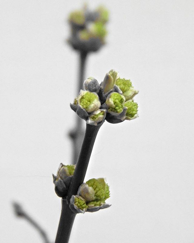 CLOSE-UP OF PLANT GROWING