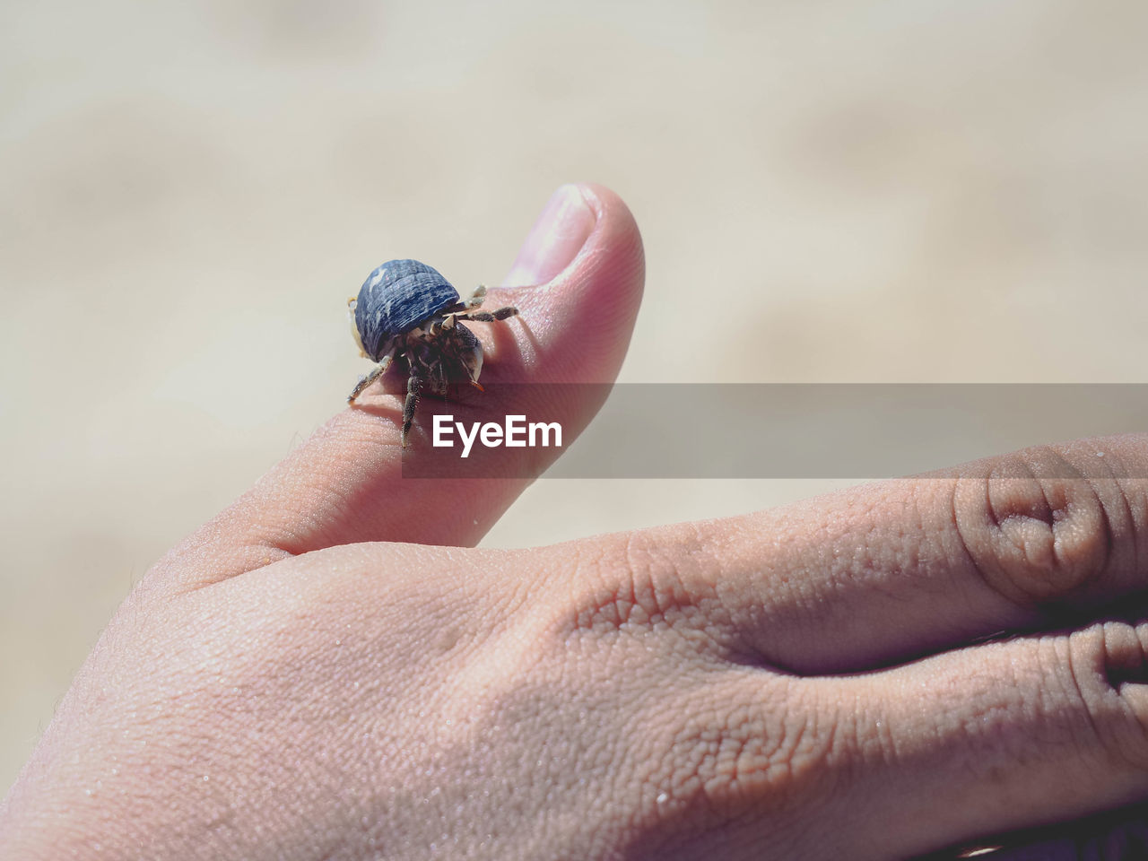 Cropped hand of person holding crab at beach during sunny day