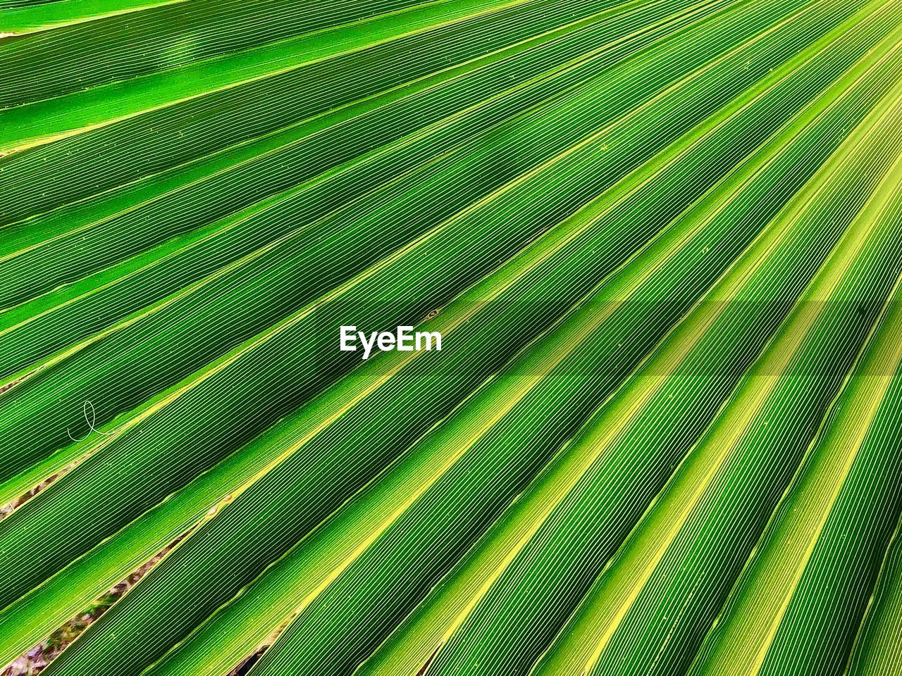 CLOSE-UP OF PALM TREE