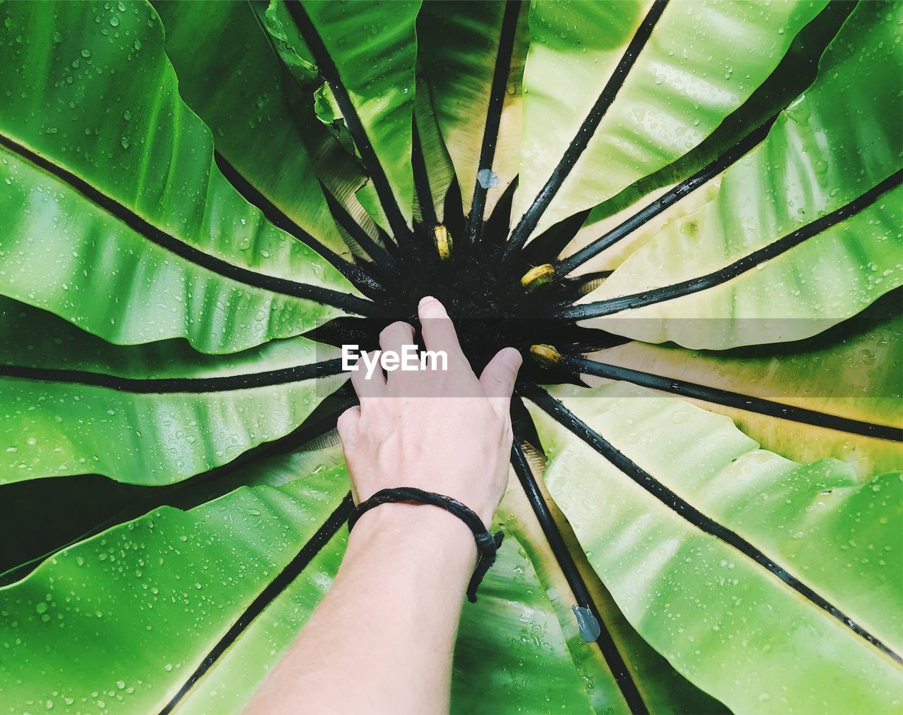 Cropped hand of person touching plant