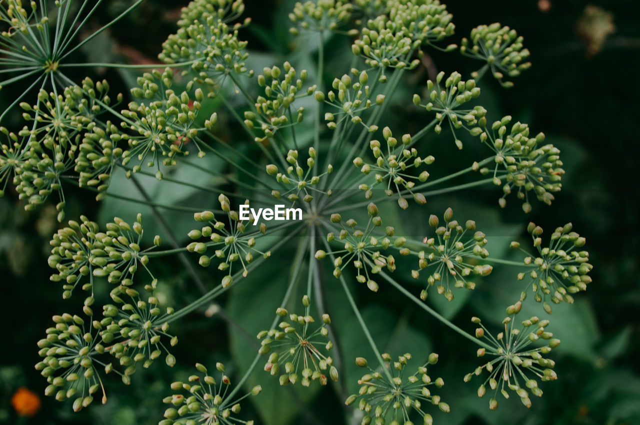 Close-up of succulent plant