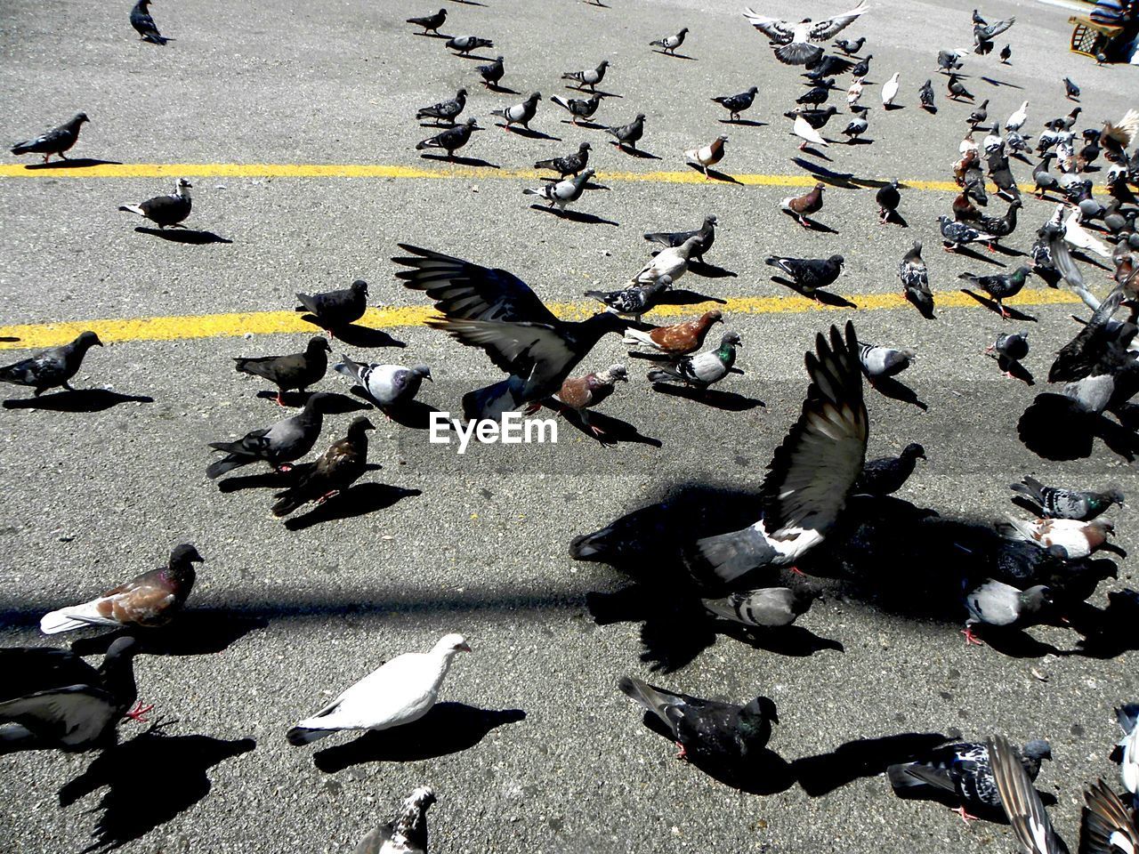 High angle view of pigeons on street