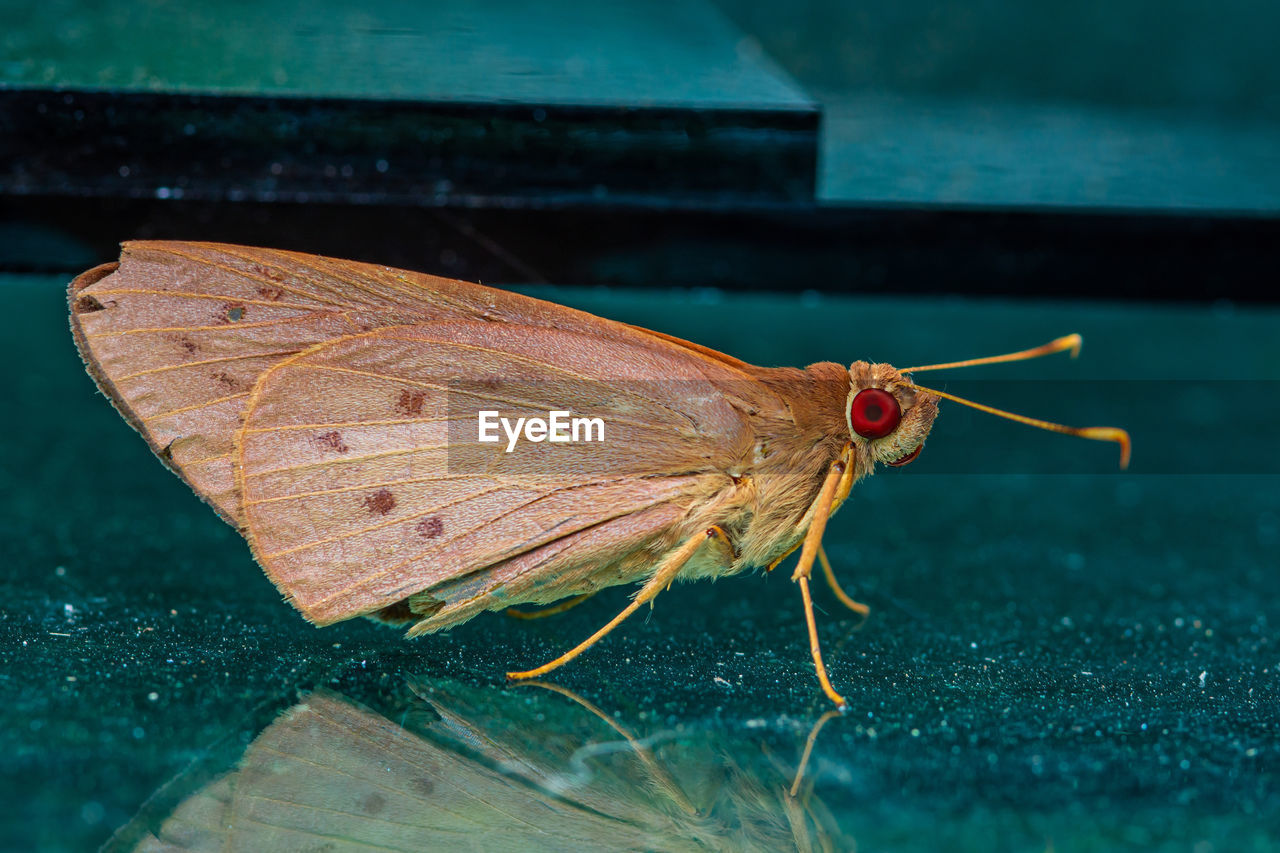 animal, animal themes, one animal, animal wildlife, insect, macro photography, butterfly, moths and butterflies, wildlife, leaf, close-up, animal wing, nature, moth, blue, wing, animal body part, no people, green, water, beauty in nature, outdoors, animal antenna, full length