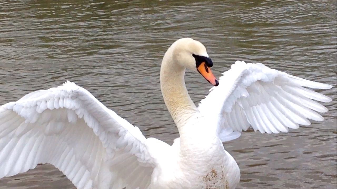 WHITE SWAN IN WATER