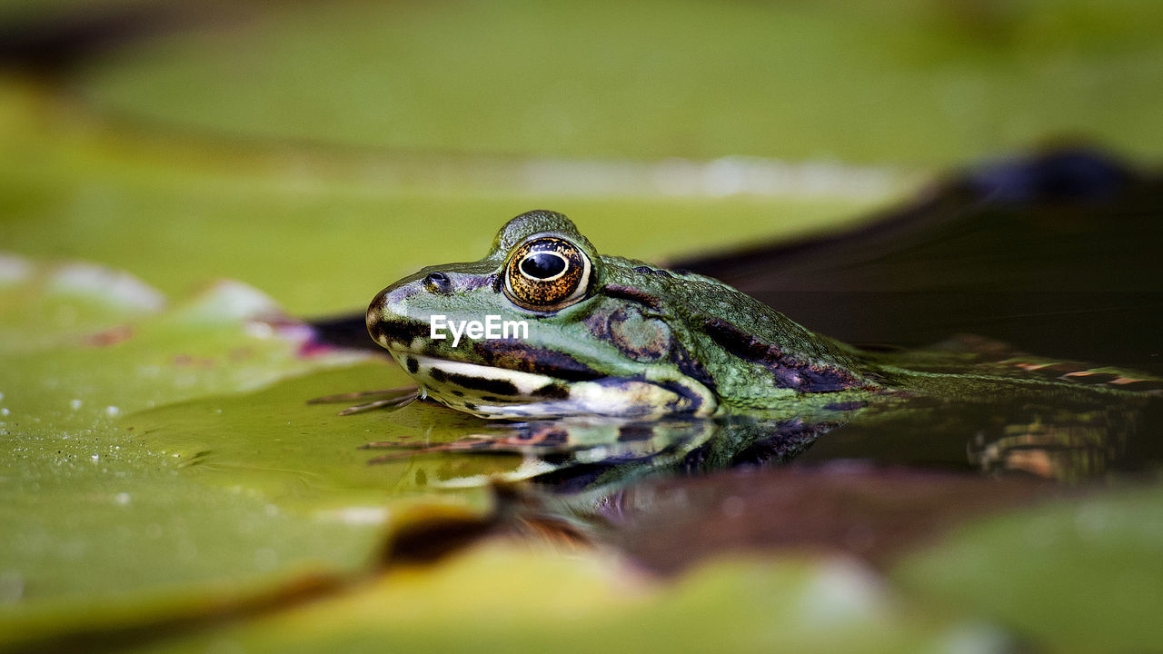 Close-up of frog in water