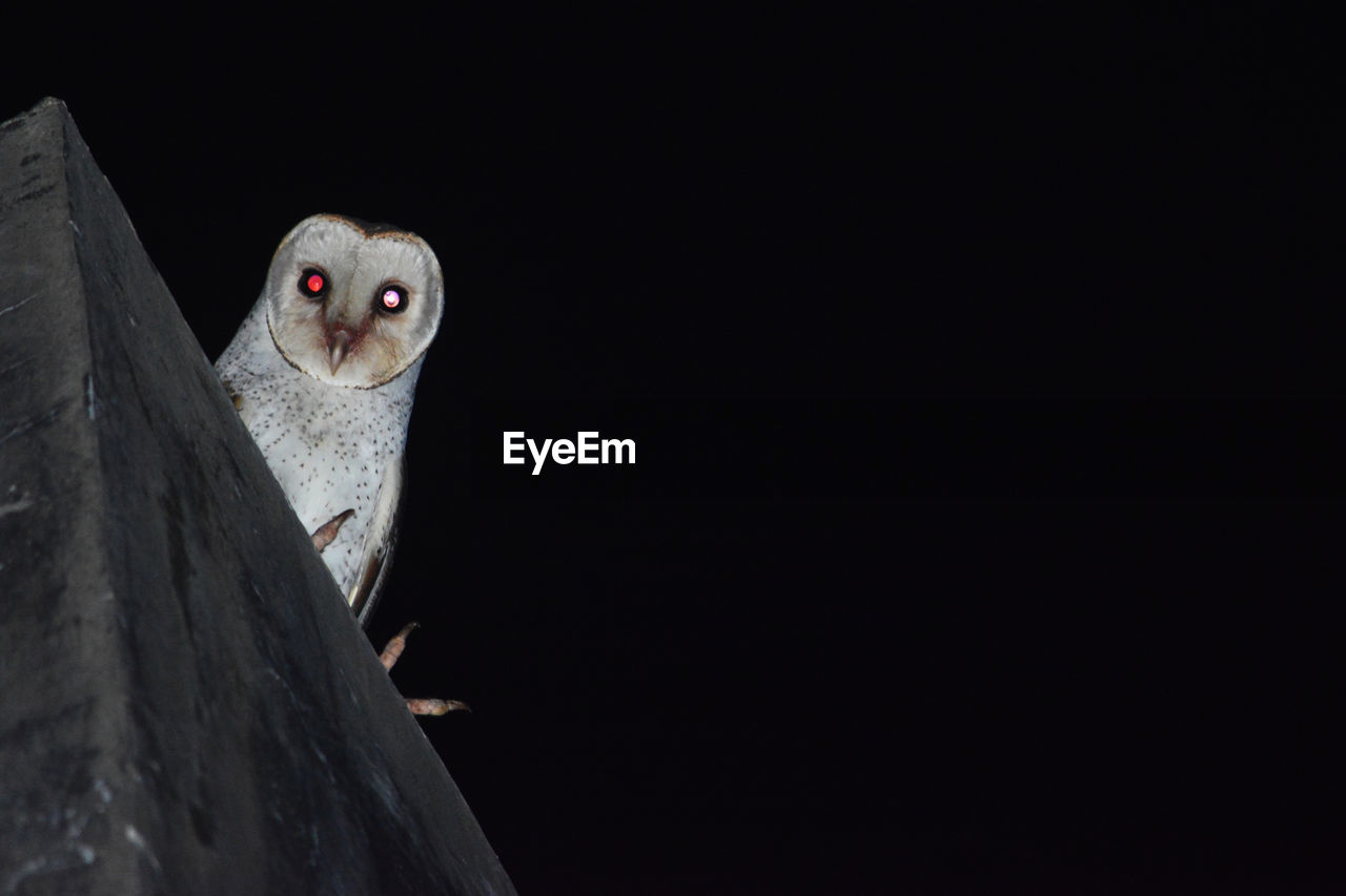 Portrait of owl perching on retaining wall at night