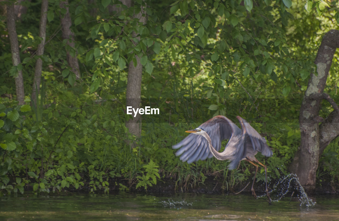 Heron flying over stream in forest