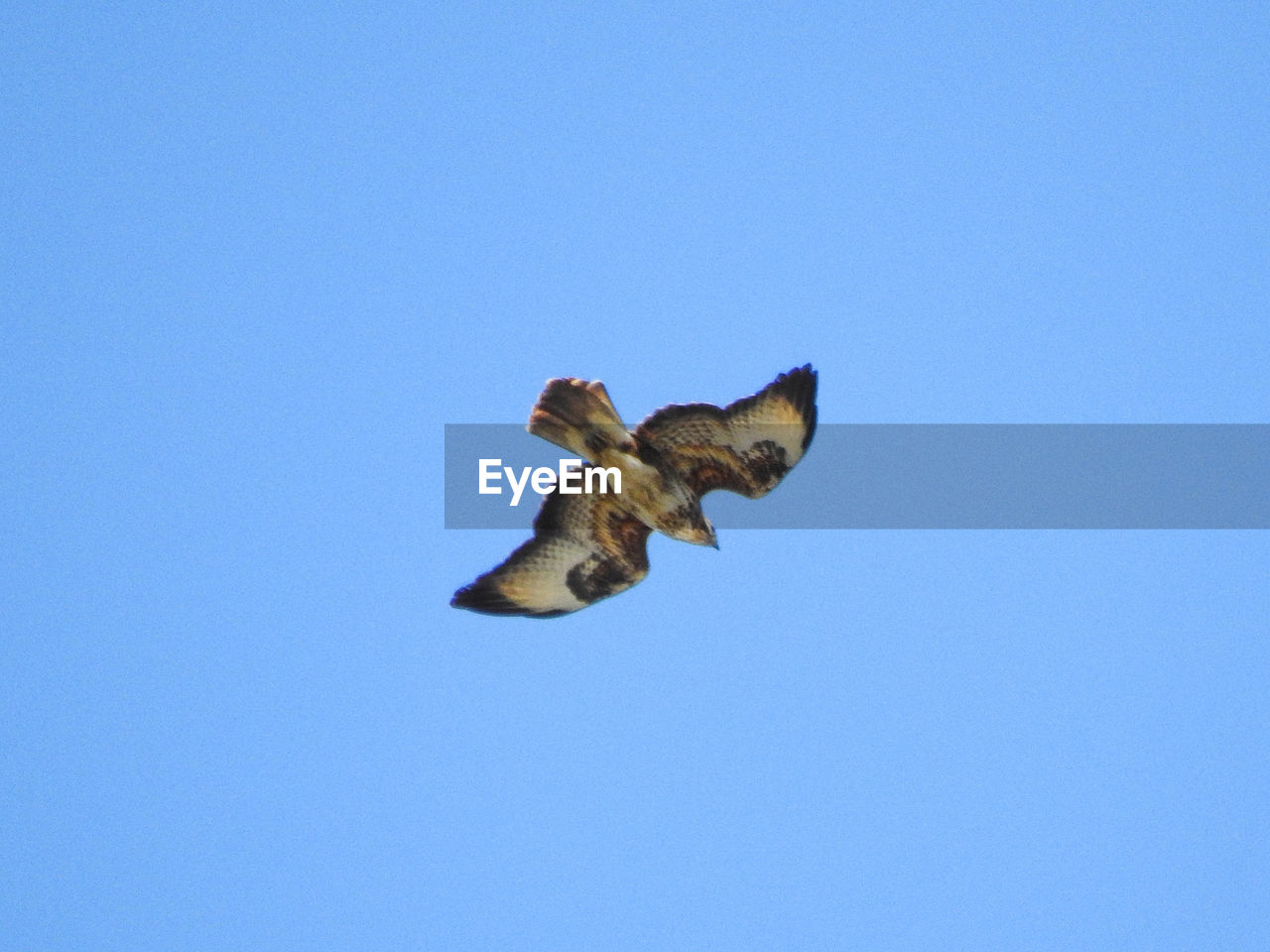 LOW ANGLE VIEW OF BIRD FLYING AGAINST CLEAR SKY