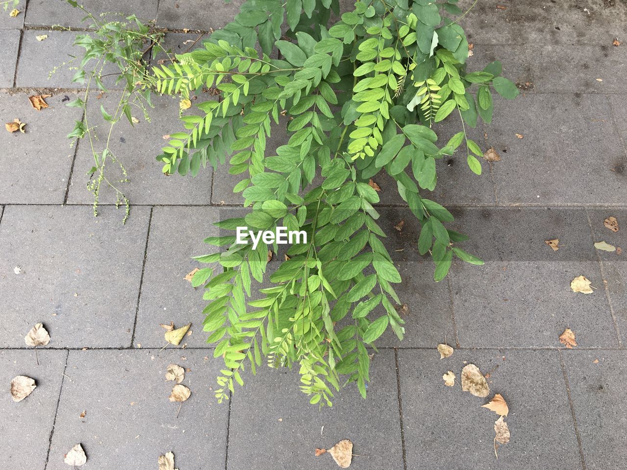 HIGH ANGLE VIEW OF FRESH LEAVES ON FOOTPATH