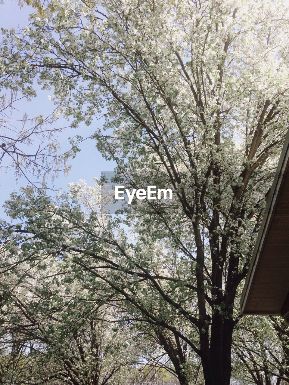 LOW ANGLE VIEW OF TREES AGAINST SKY