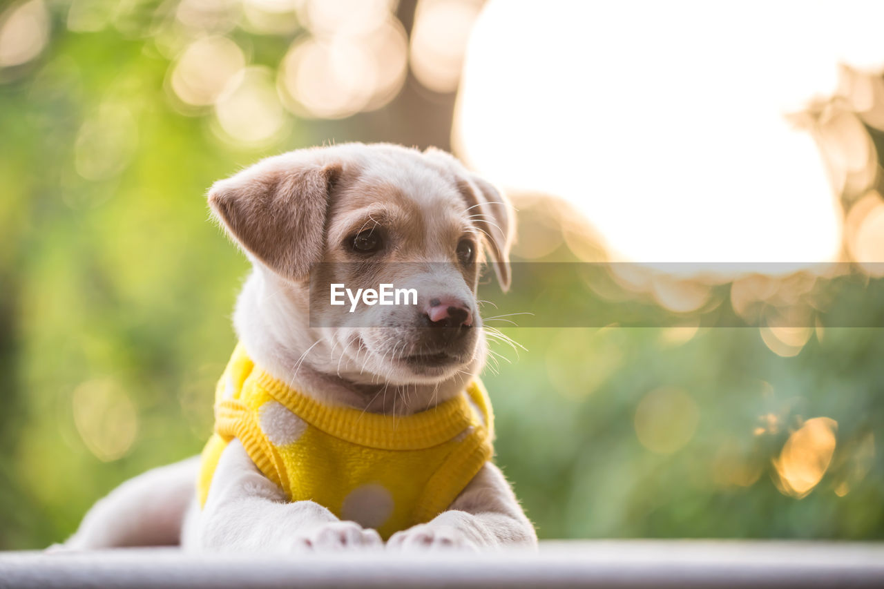 Cute labrador retreiver puppy portrait in yellow sweater with sunset foliage bokeh at winter.. 