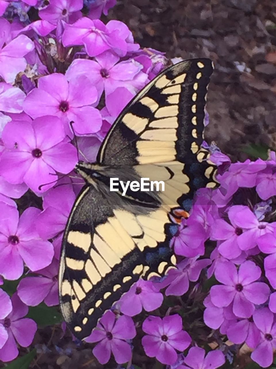 CLOSE-UP OF BUTTERFLY POLLINATING ON PINK FLOWER