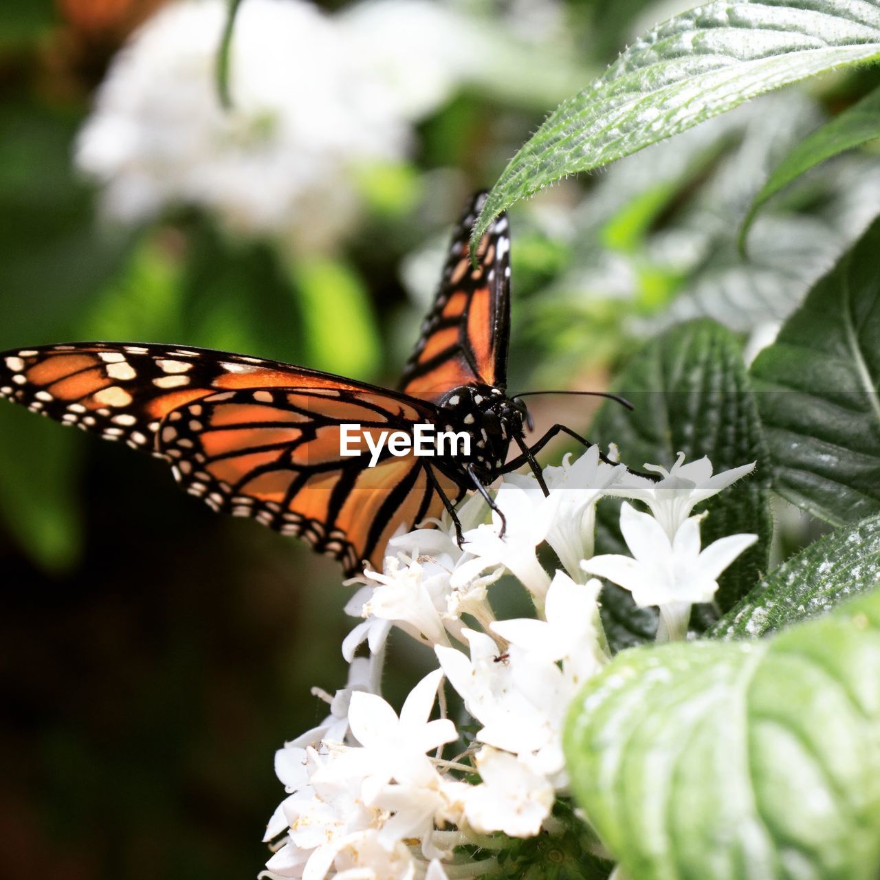 Close-up of butterfly pollinating on flower