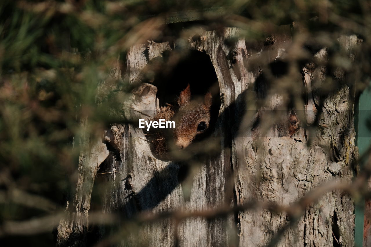 CLOSE-UP OF SQUIRREL IN TREE TRUNK