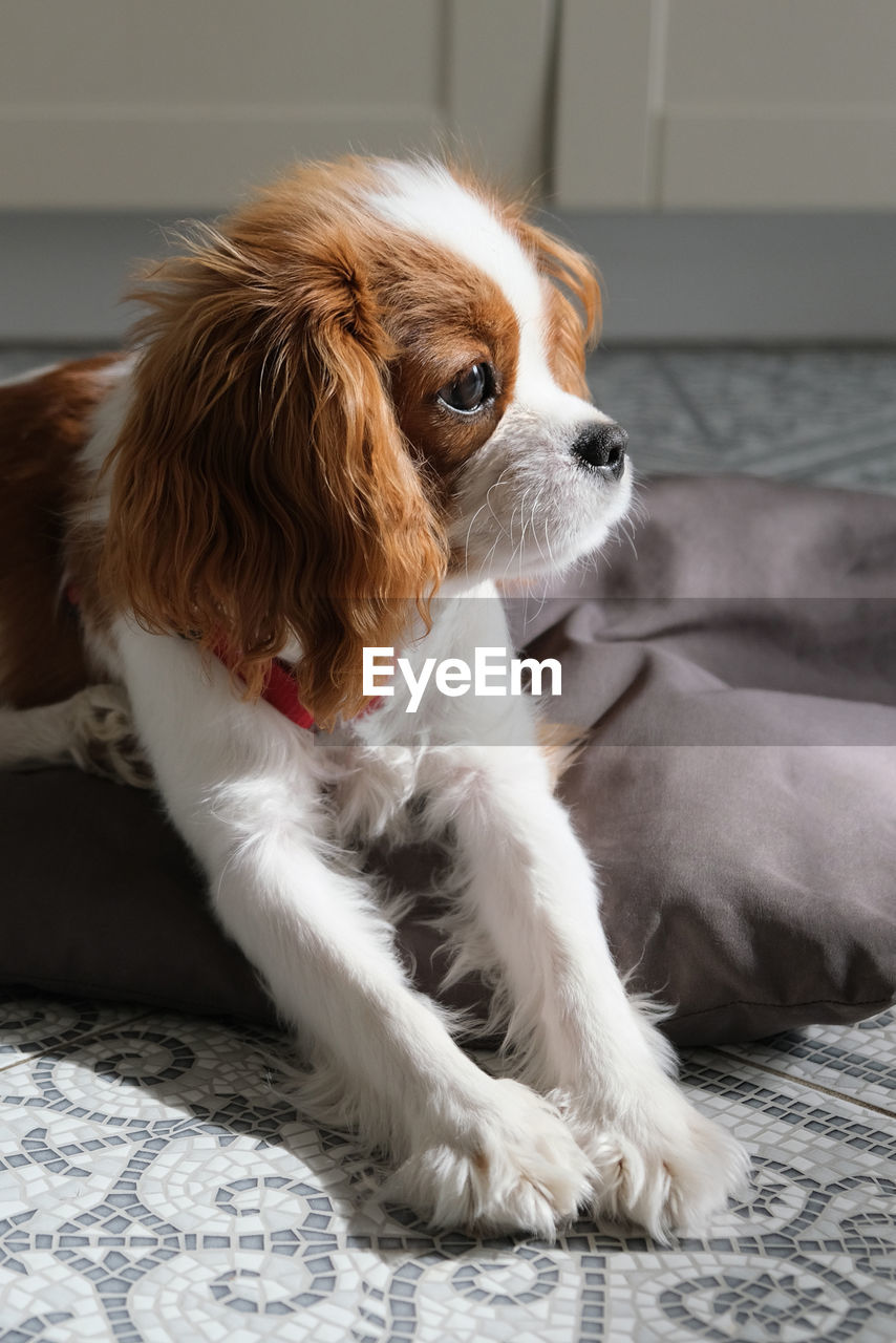 Close up portrait of cute dog puppy. cavalier king charles spaniel blenheim.