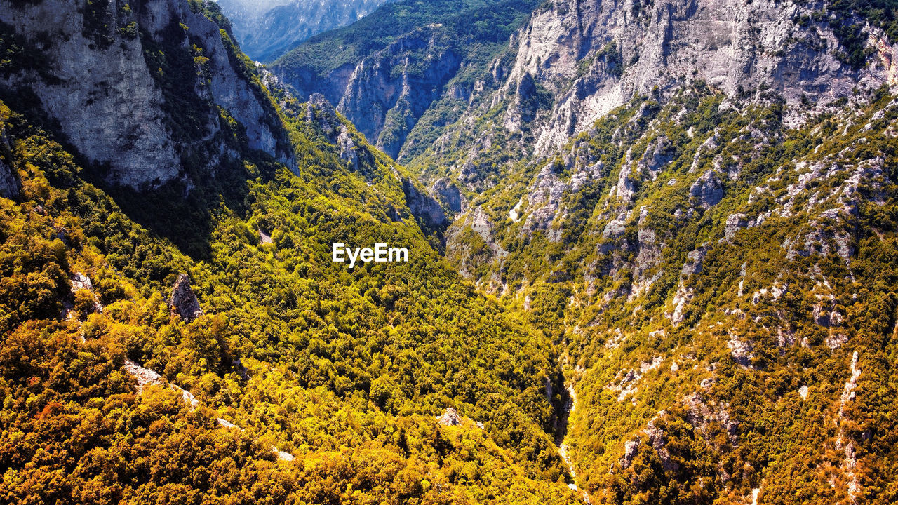 High angle view of pine trees in alpine valley.