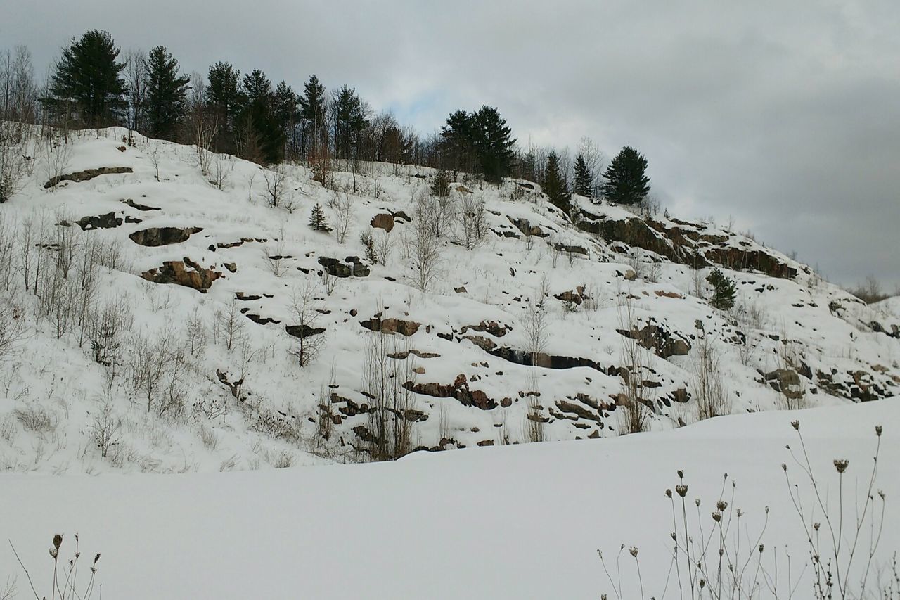 PANORAMIC VIEW OF TREES ON SNOW COVERED LANDSCAPE