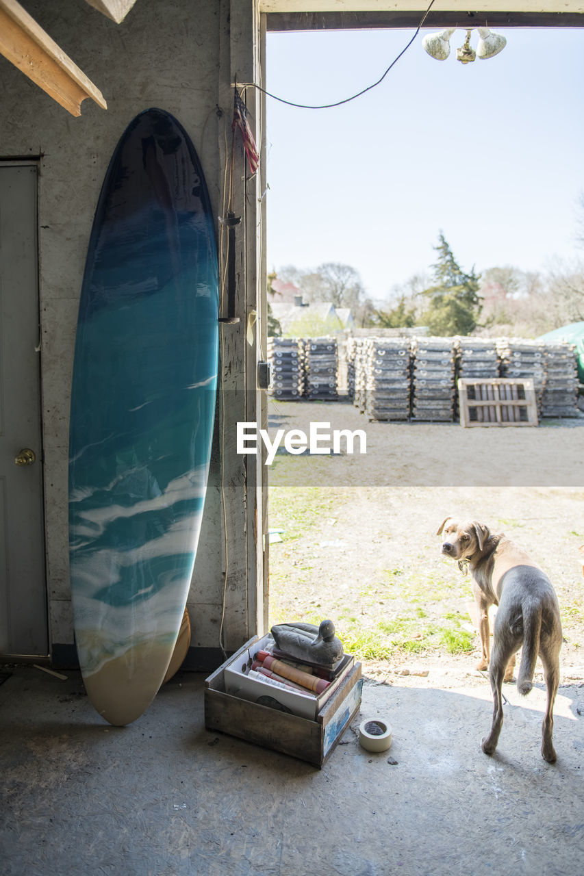 Finished resin artwork surfboard and barn dog at homemade art studio