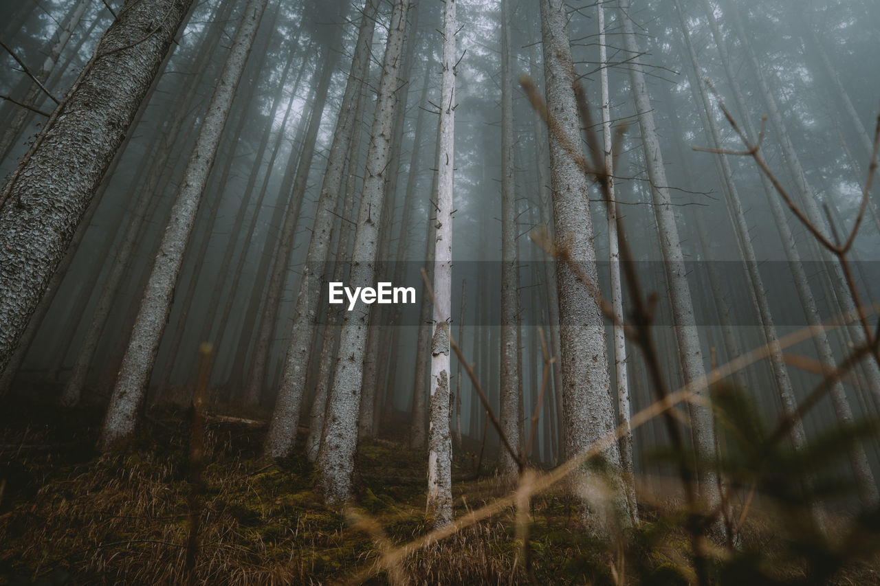 View of trees in forest