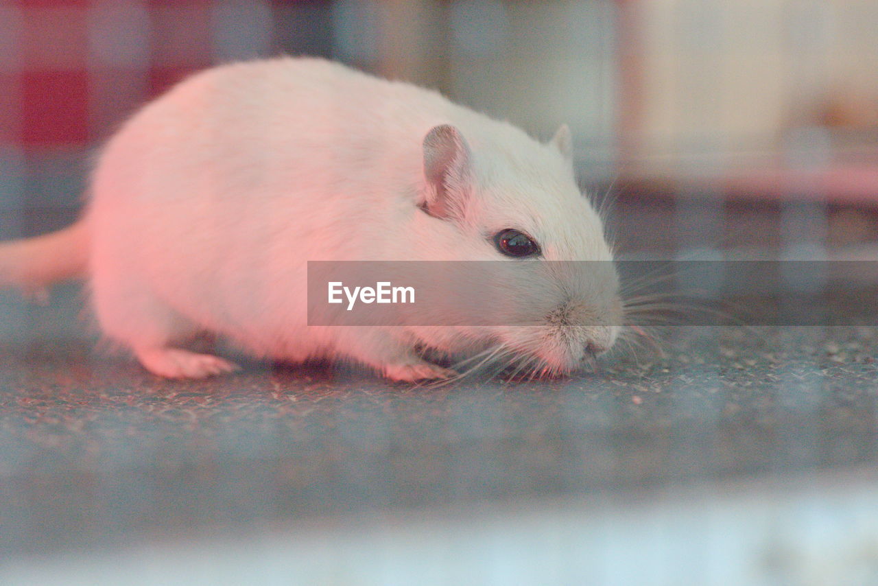 CLOSE-UP OF AN ANIMAL