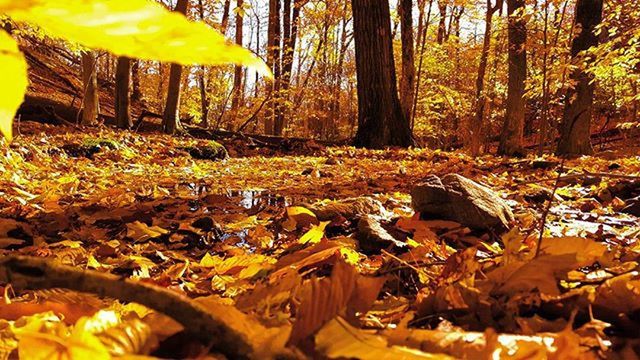 FALLEN LEAVES ON TREE TRUNK