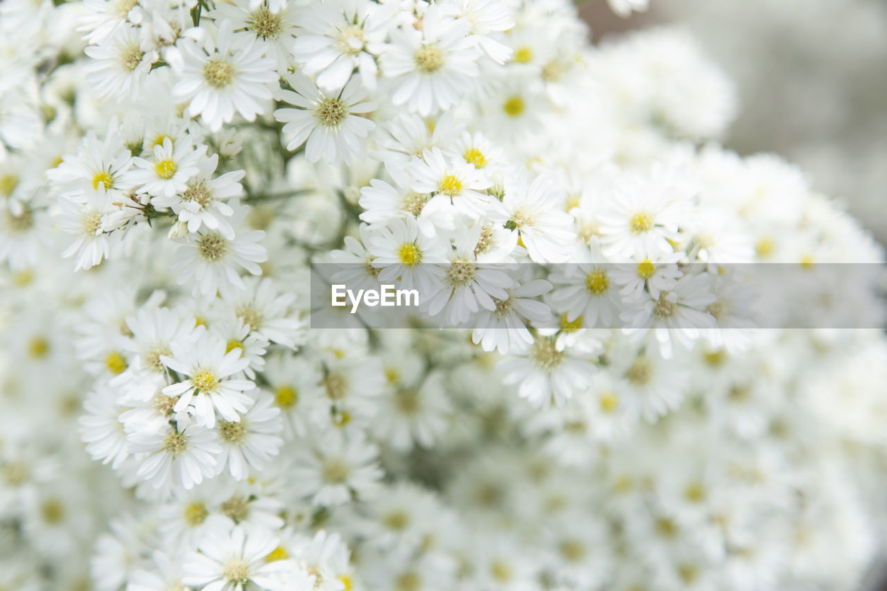 CLOSE-UP OF WHITE FLOWERING PLANT