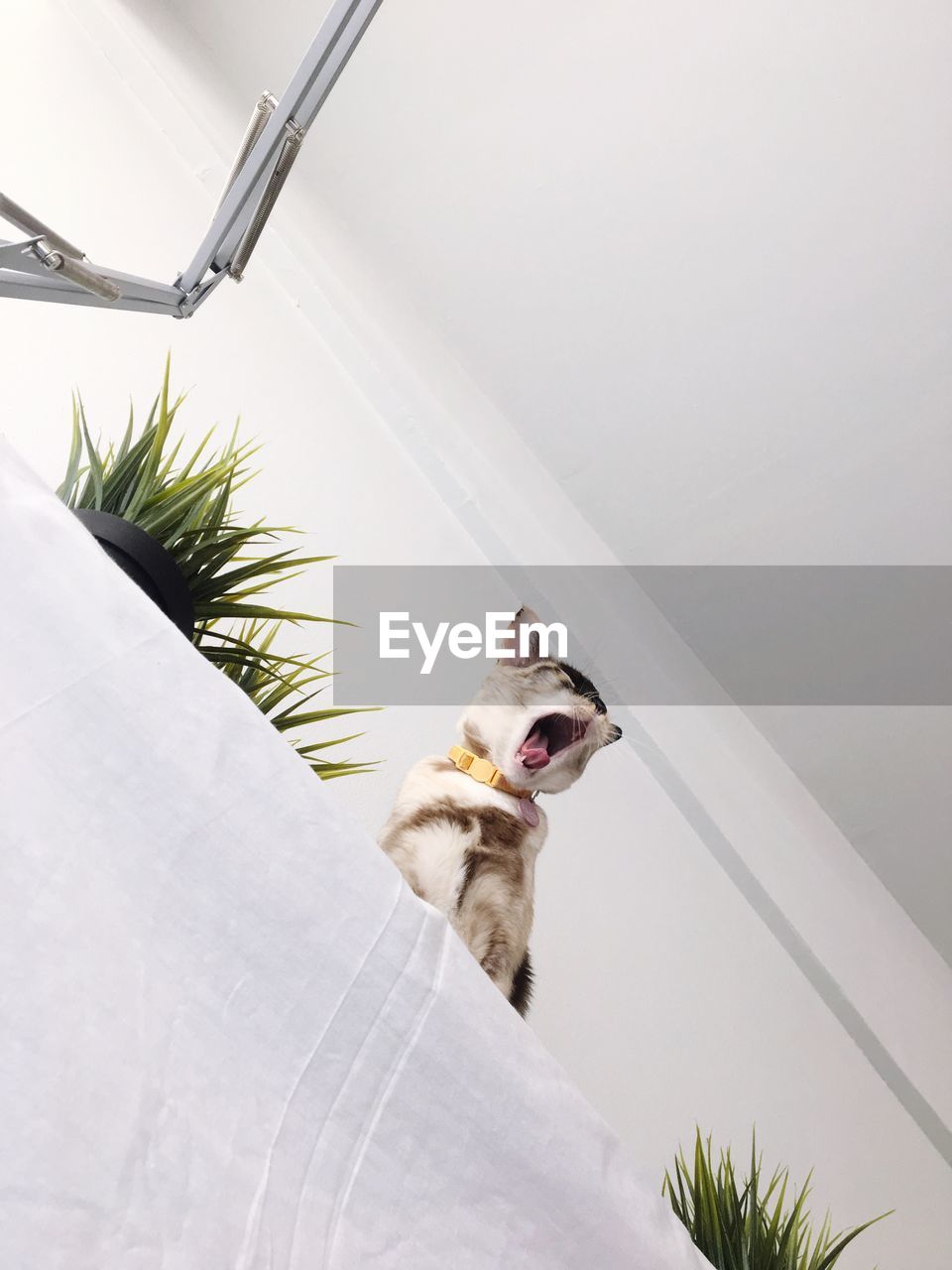 LOW ANGLE VIEW OF DOG ON WALL