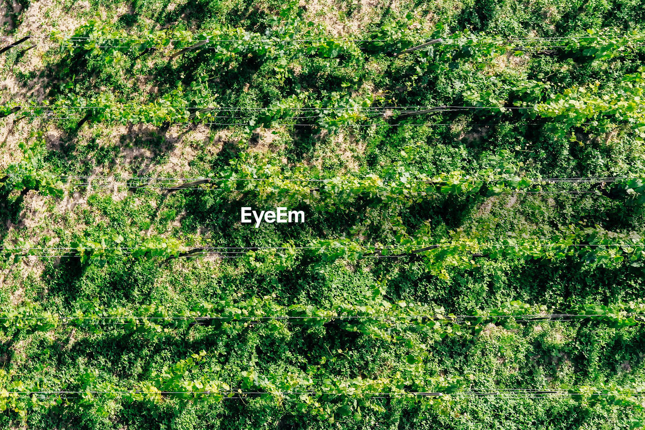 FULL FRAME SHOT OF TREE TRUNK