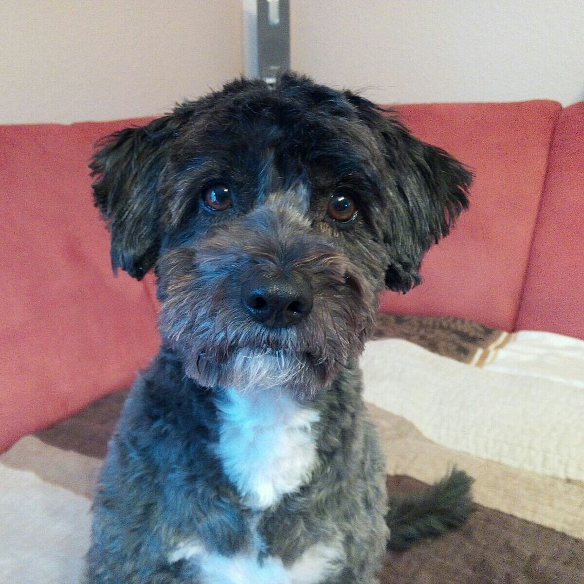 CLOSE-UP OF DOG AT HOME