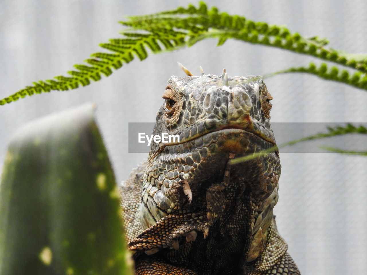 CLOSE-UP OF CRAB ON TREE