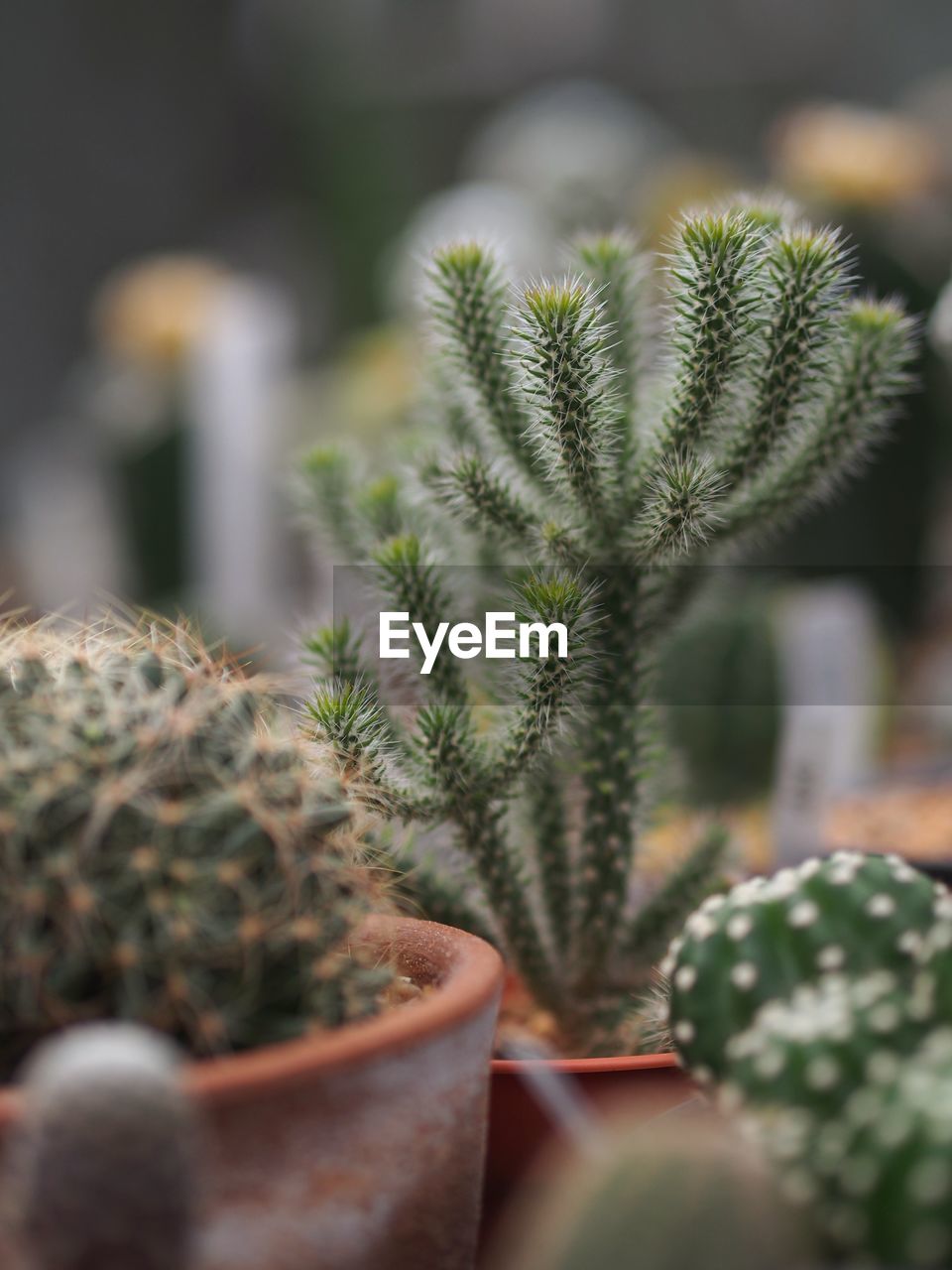 Close-up of cactus plant