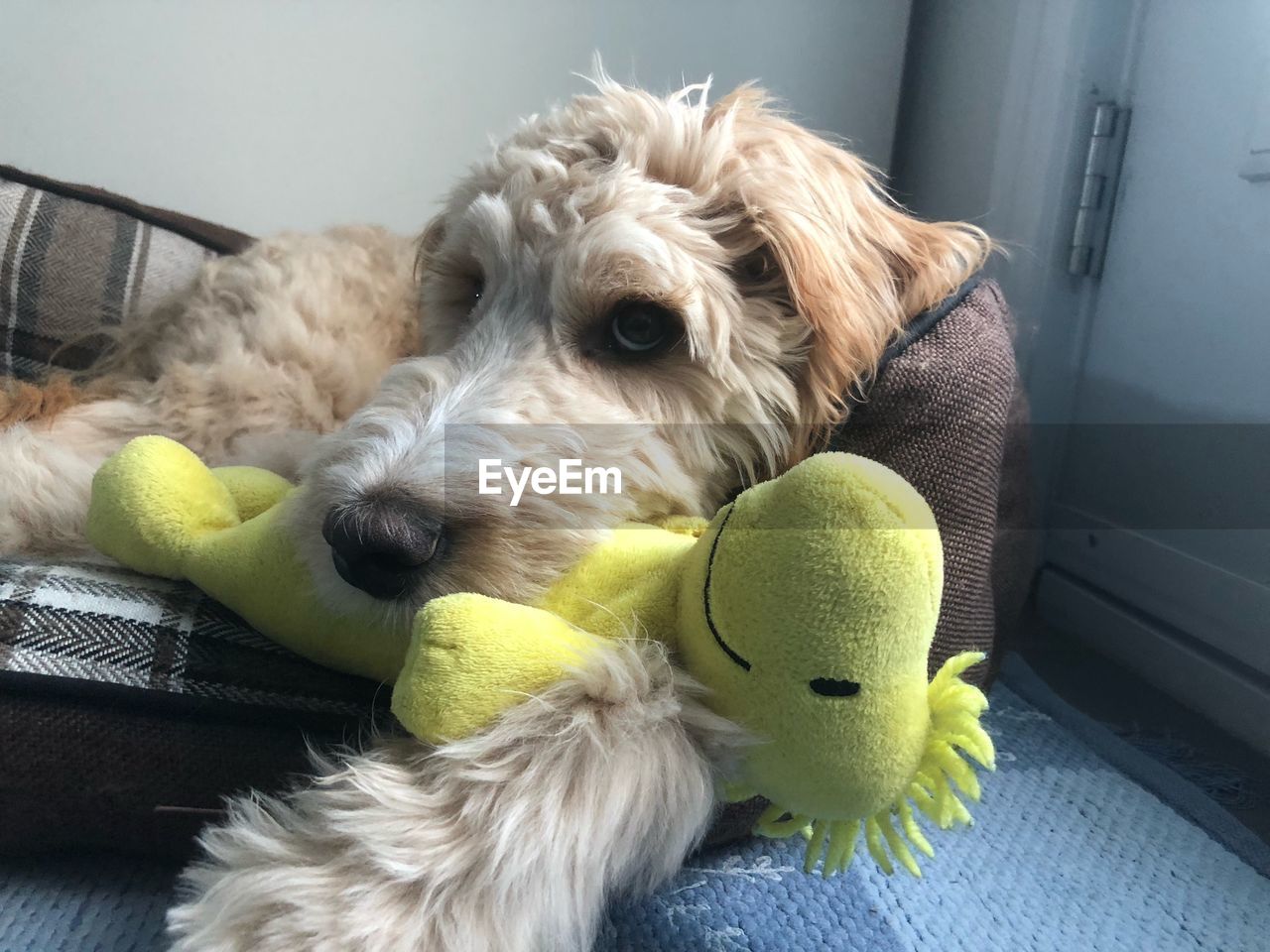 CLOSE-UP OF A DOG LYING DOWN ON THE FLOOR