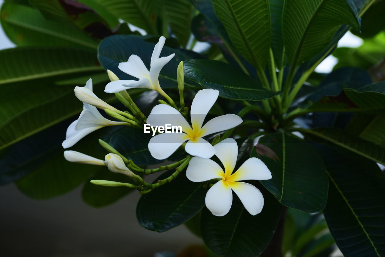 Close-up of white flowering plant