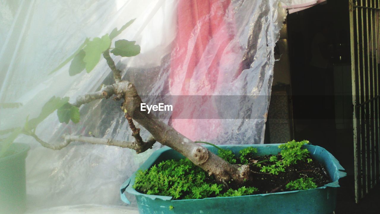 Close-up of potted plant against plastic sheet