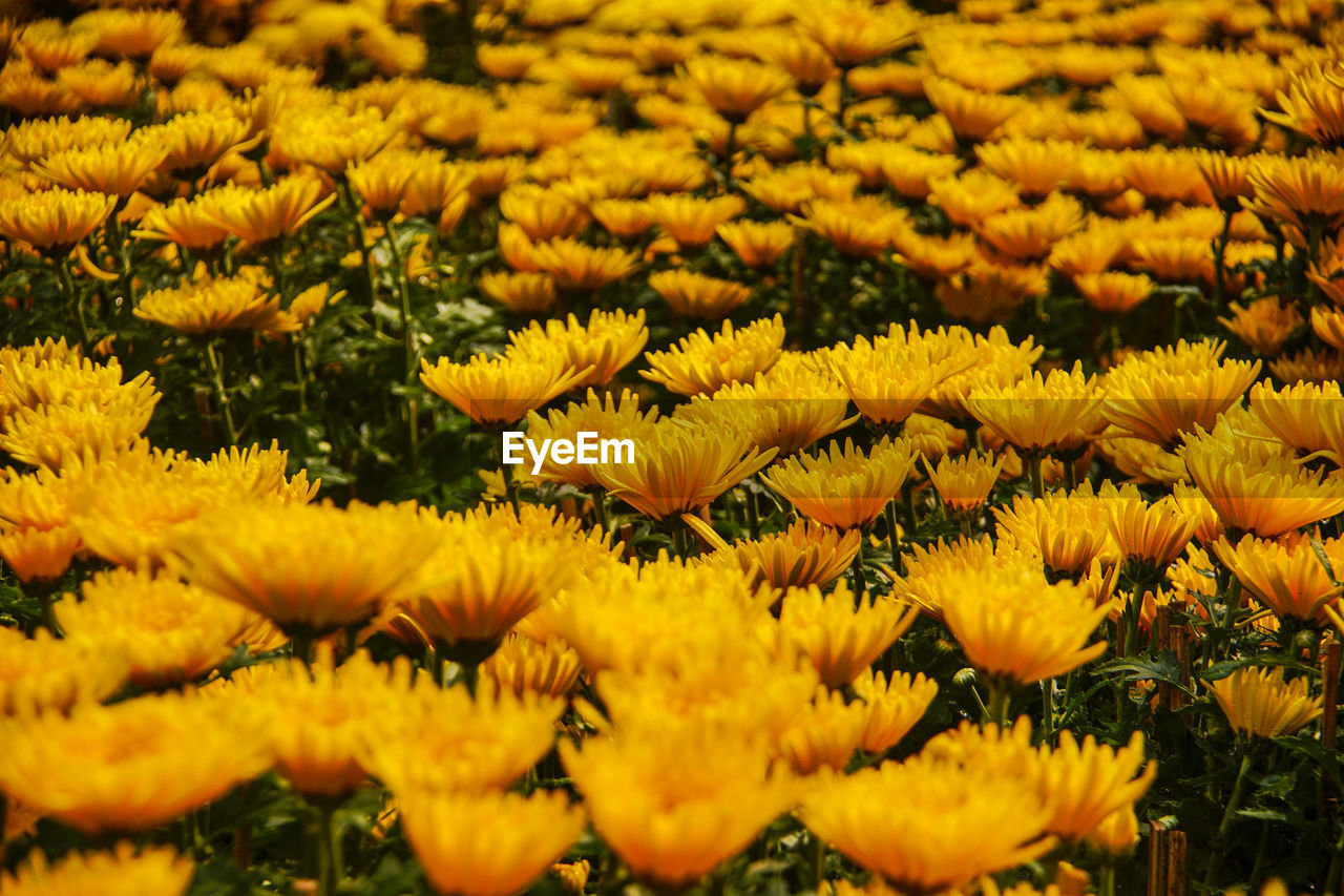 CLOSE-UP OF YELLOW FLOWERING PLANT