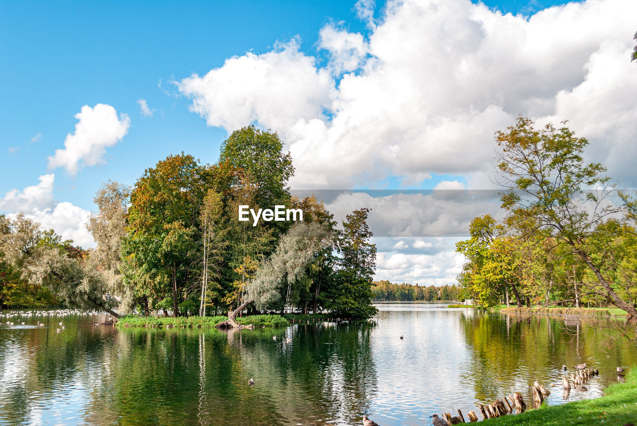 TREES BY LAKE AGAINST SKY