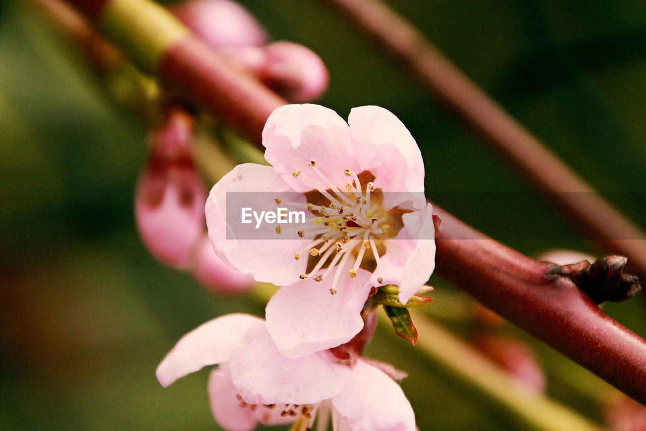 CLOSE-UP OF HONEY BEE FEEDING ON PINK FLOWER