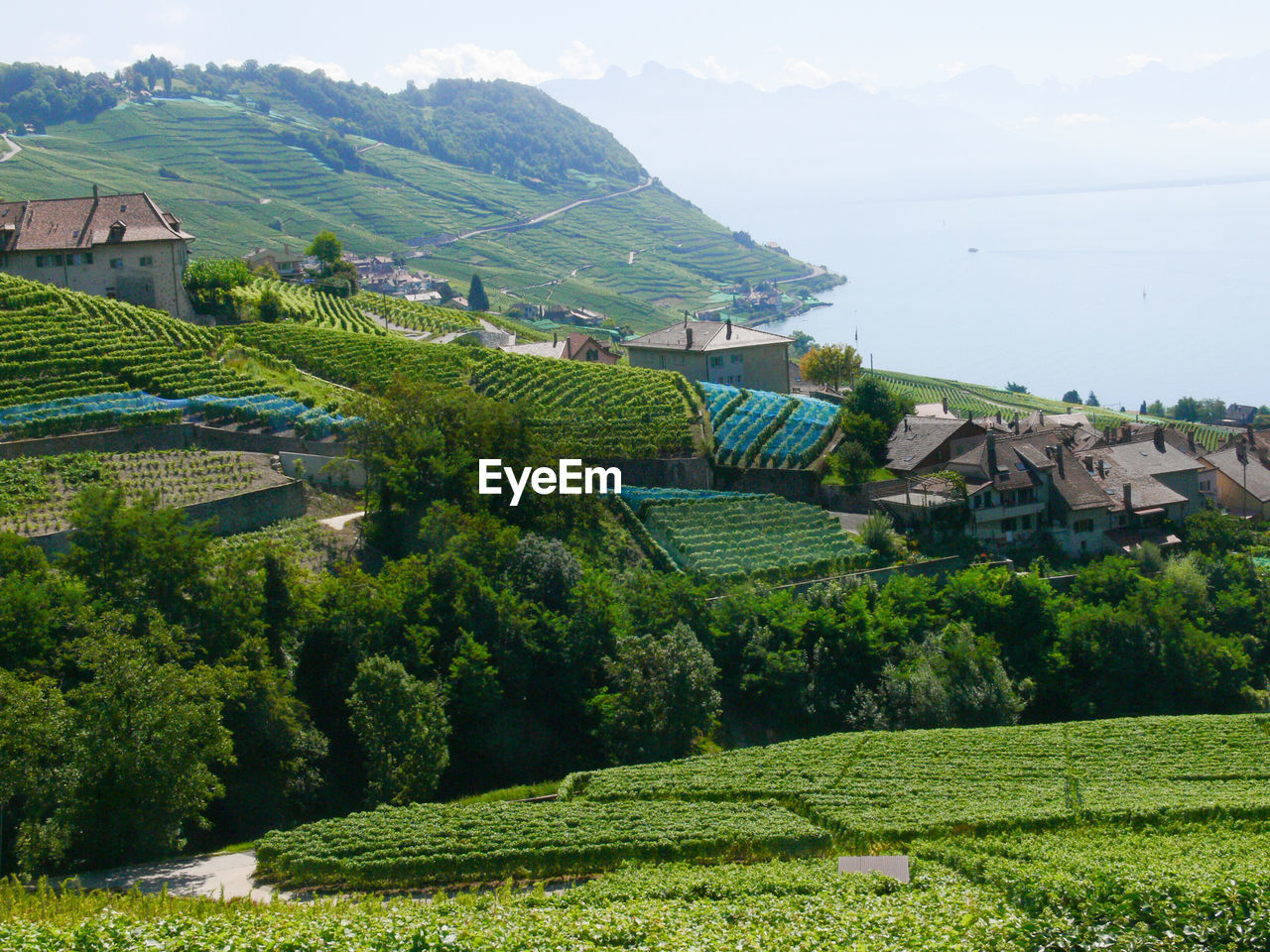 View of vineyard in town