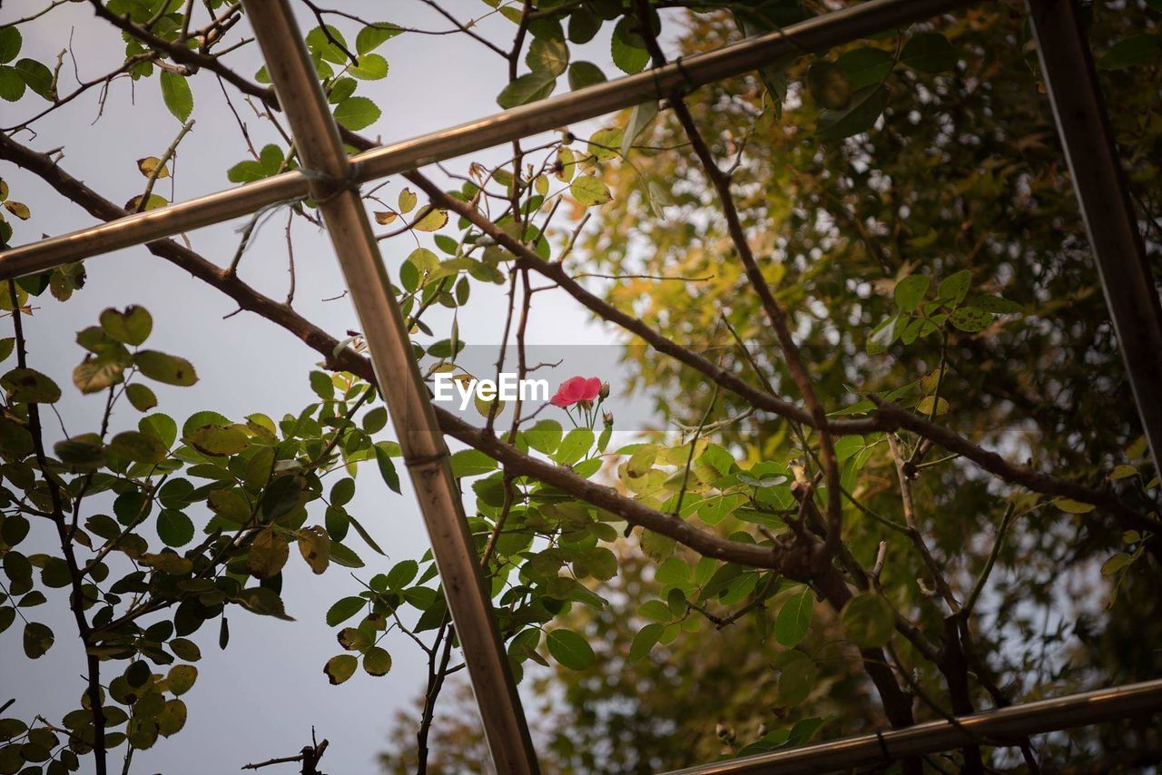 LOW ANGLE VIEW OF FLOWERING PLANTS AGAINST TREES