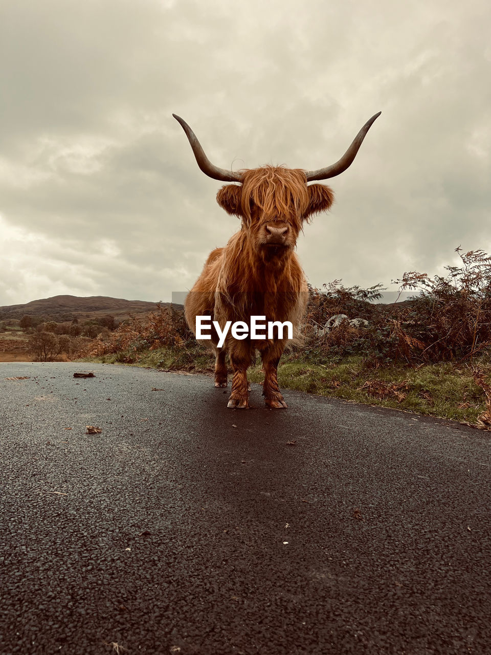 Highland cow on a road