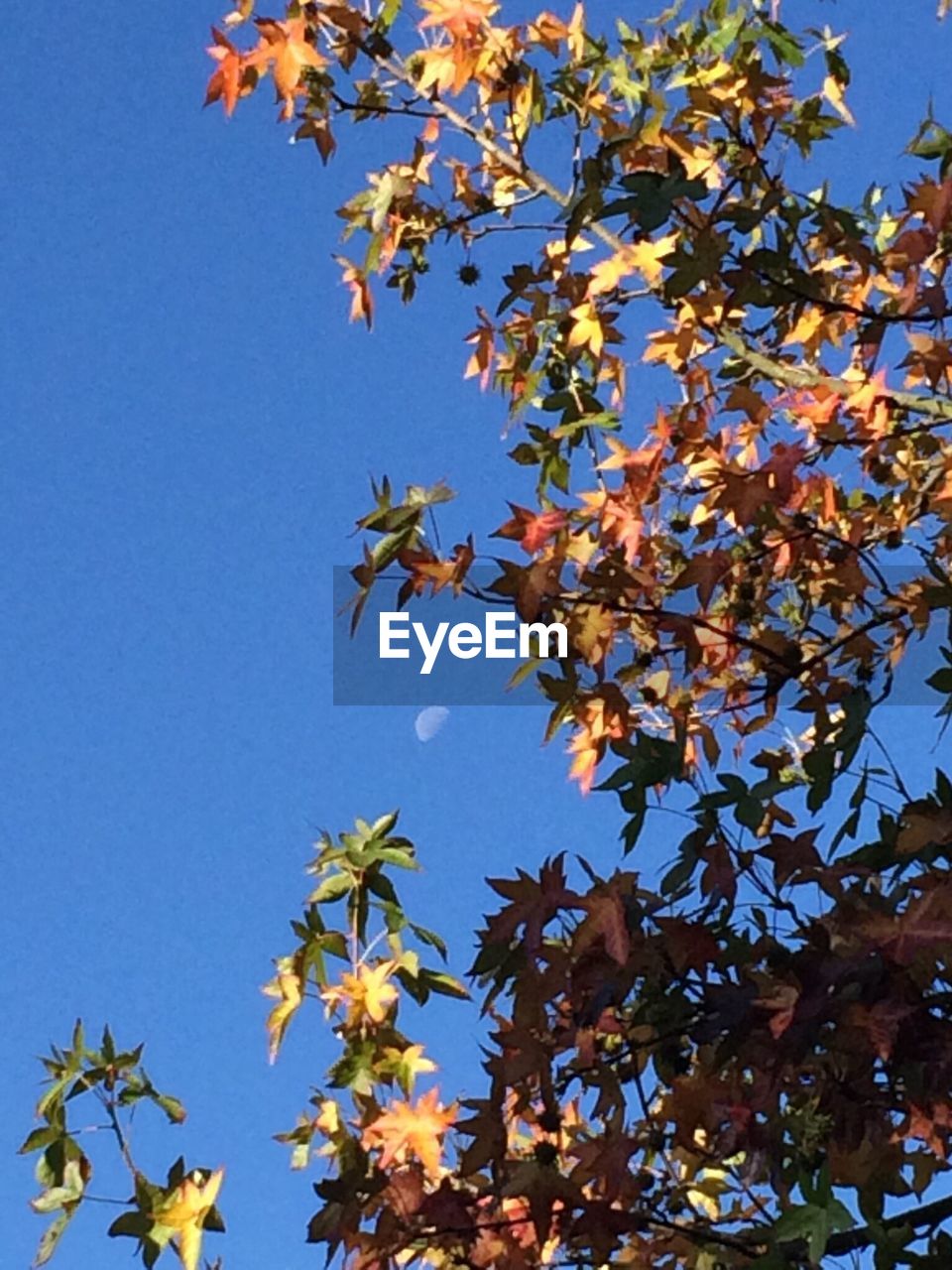 LOW ANGLE VIEW OF TREES AGAINST CLEAR SKY