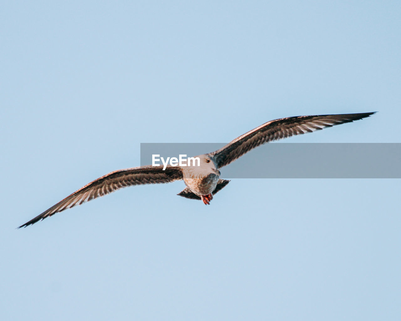 Low angle view of eagle flying in sky