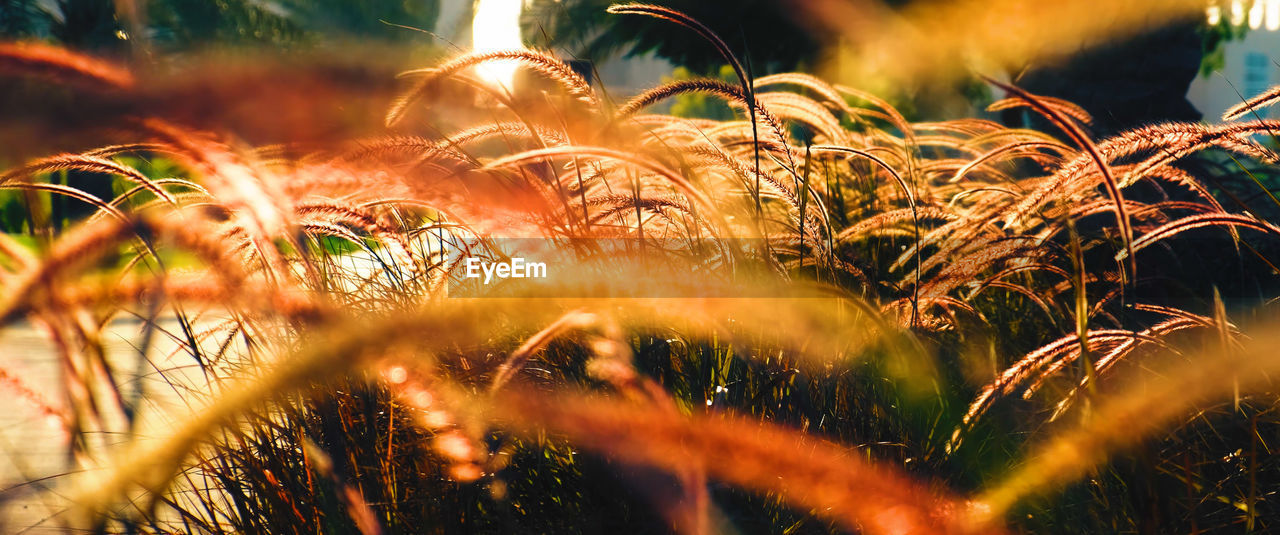 Close-up of plants in golden hour