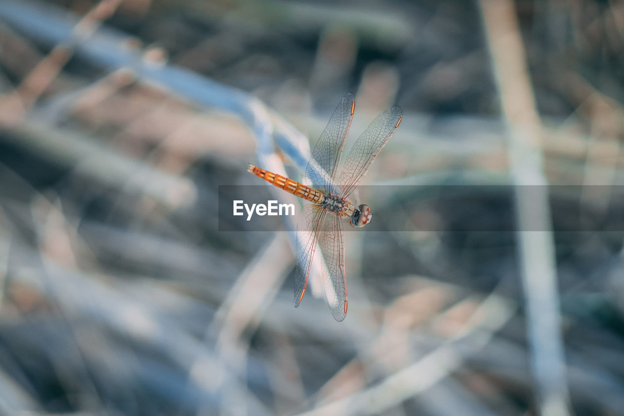 Close-up of insect