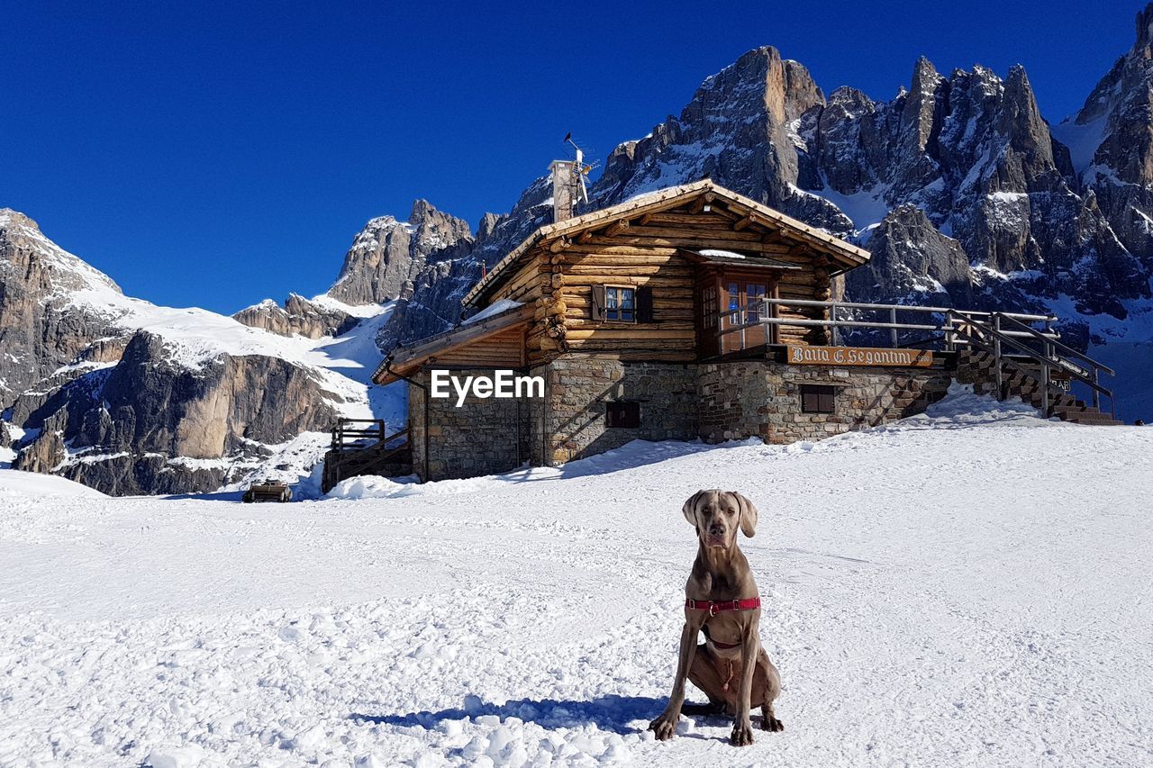 MAN AND DOG IN SNOW