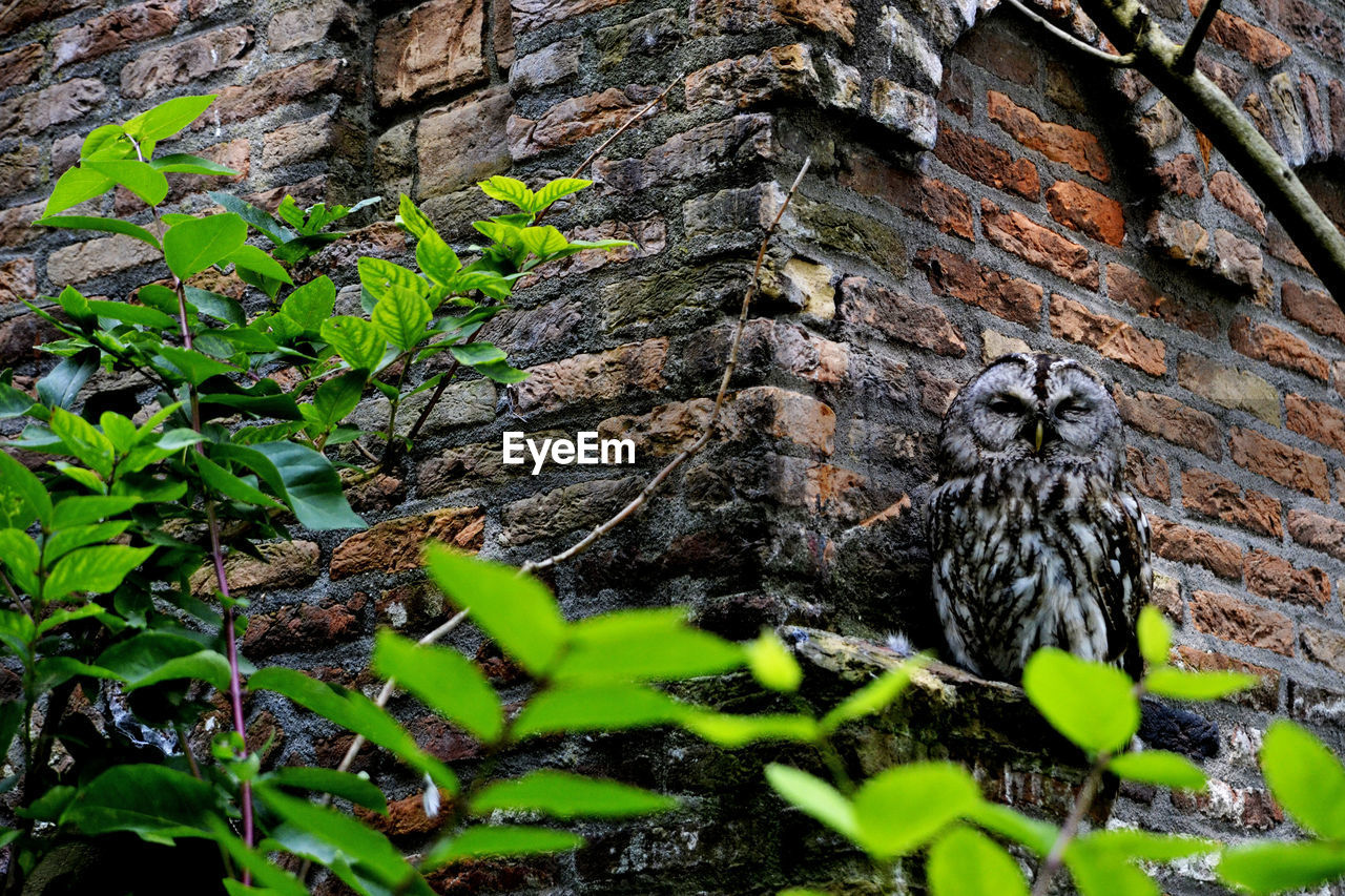 Portrait of owl sitting on brick wall