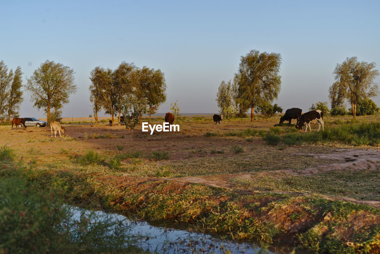 FLOCK OF SHEEP GRAZING IN FIELD