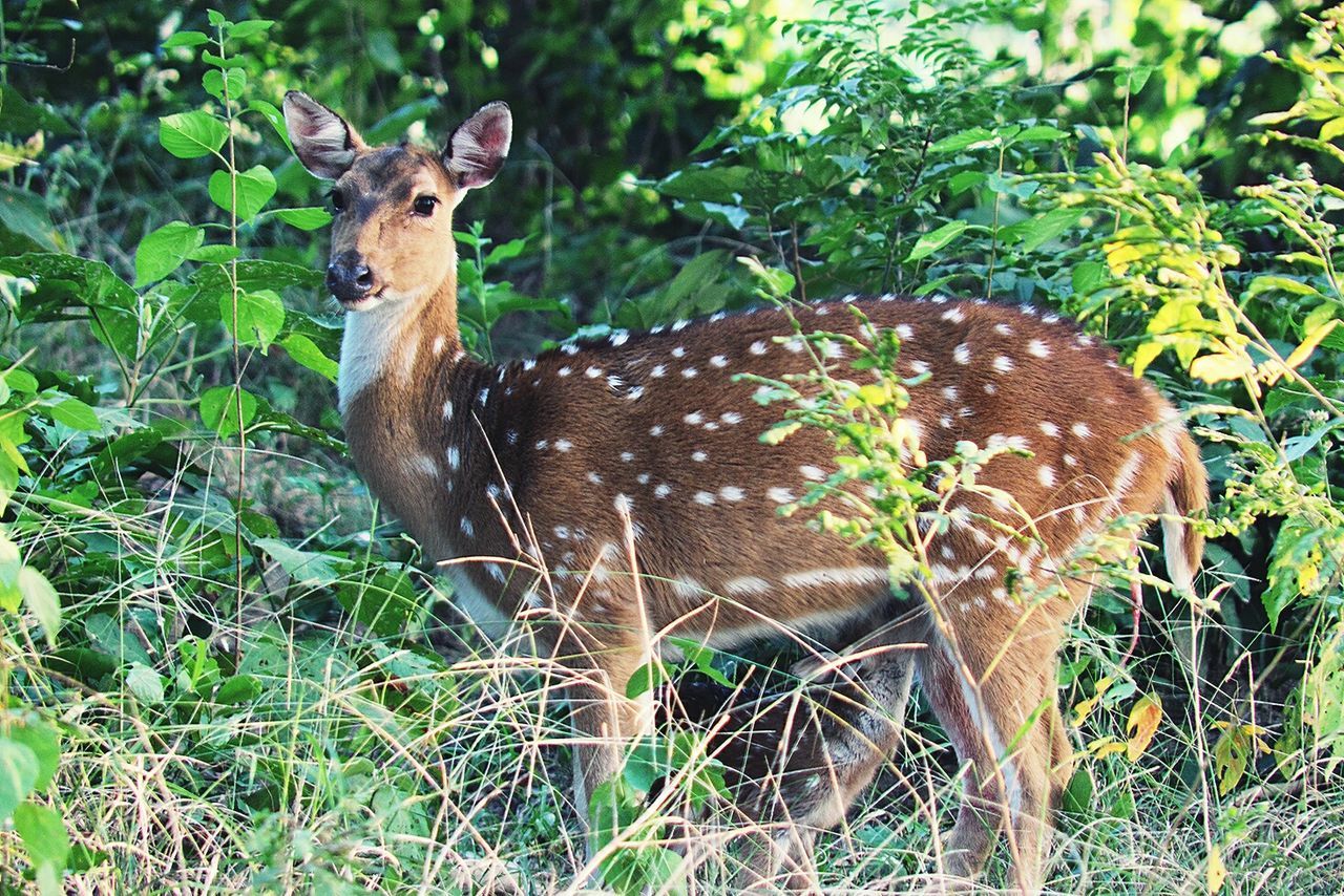 DEER STANDING BY TREE